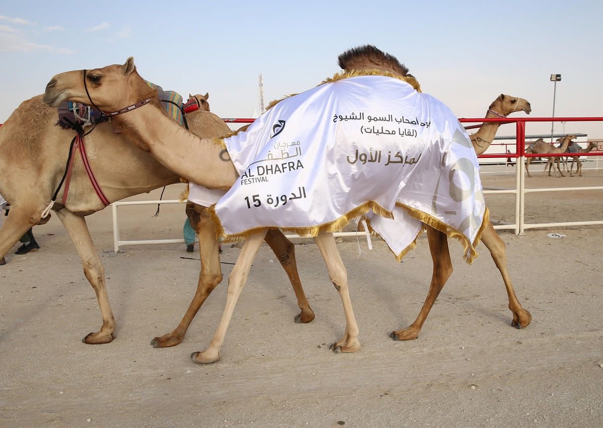 مهرجان الظفرة .. تقاليد تراثية ترسخ الهوية الإماراتية مزاينة إبل اللقايا للمحليات والمجاهيم والمهجنات الأصايل تشهد منافسات قوية بين مُلاك الإبل