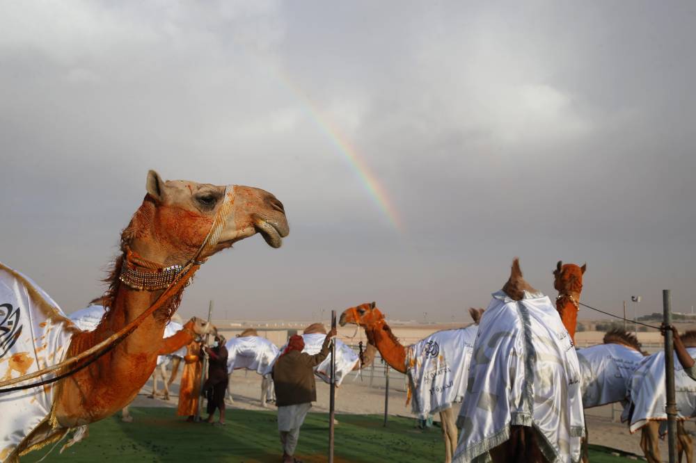 مهرجان الظفرة بدورته 15 .. لوحات من تراث الصحراء العربية