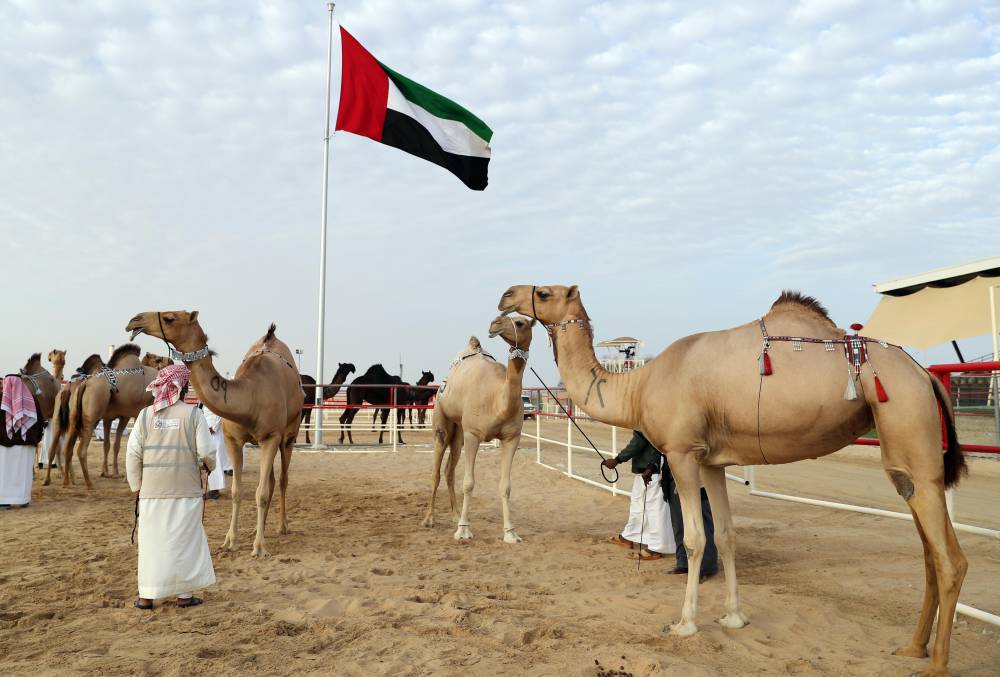 مهرجان الظفرة بدورته 15 .. لوحات من تراث الصحراء العربية
