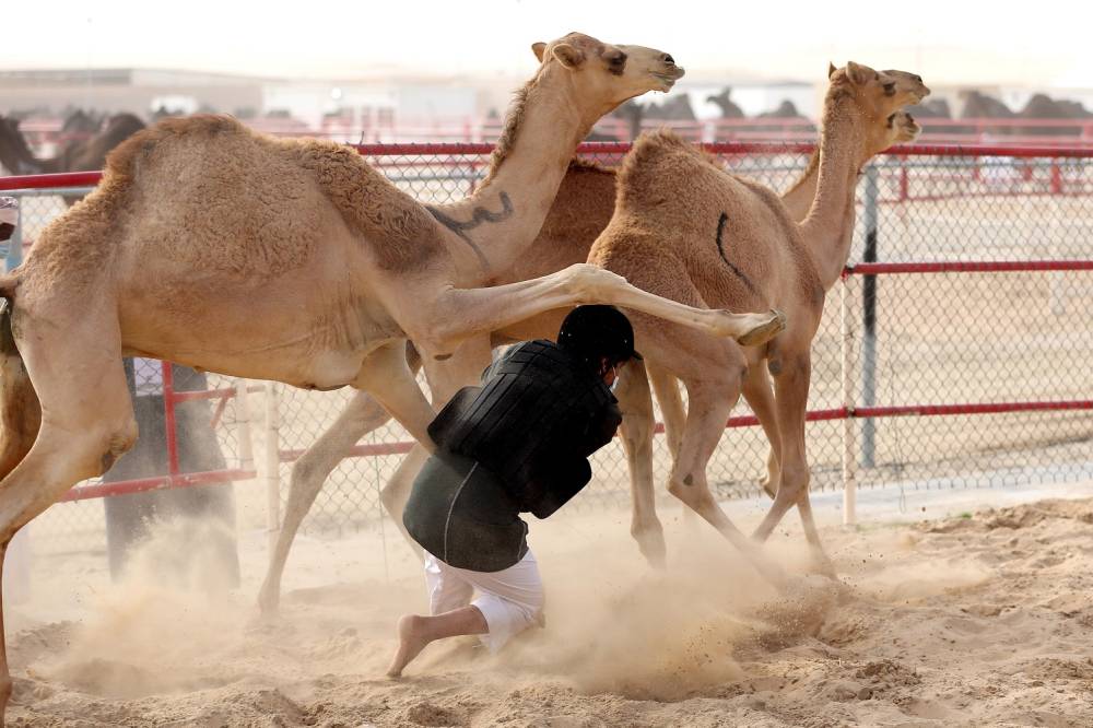 مهرجان الظفرة بدورته 15 .. لوحات من تراث الصحراء العربية