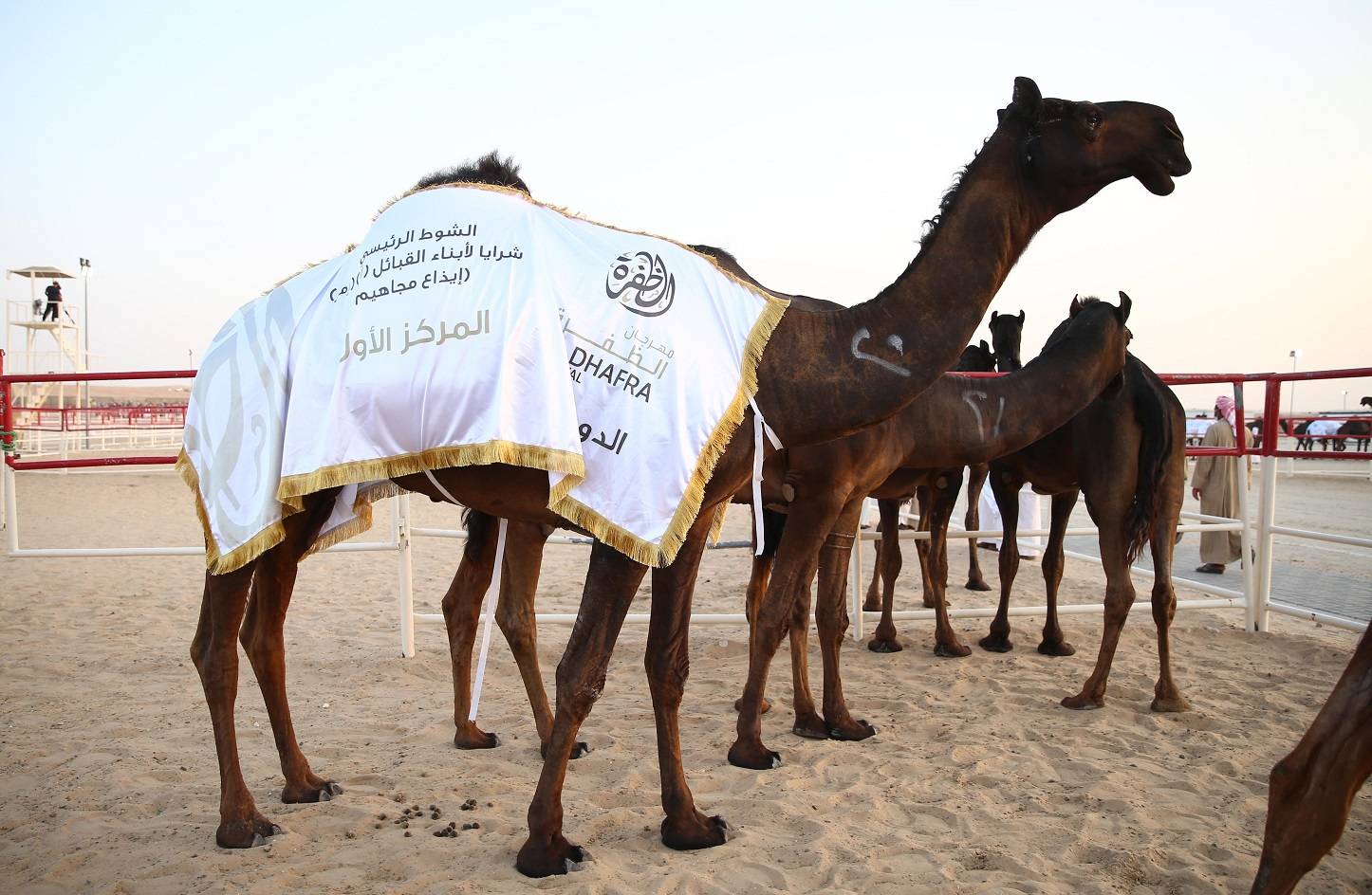 مهرجان الظفرة بدورته 15 .. لوحات من تراث الصحراء العربية