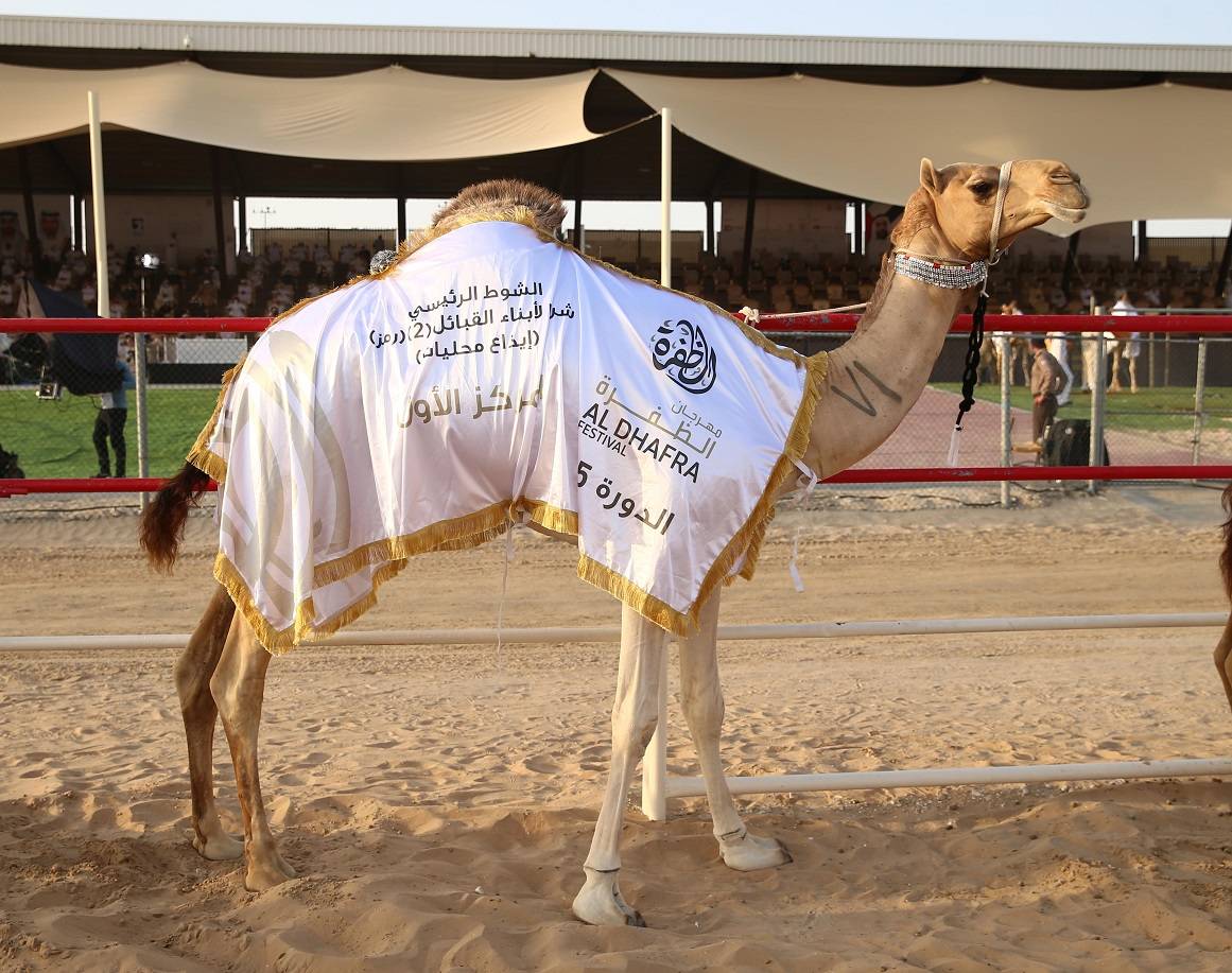 مهرجان الظفرة بدورته 15 .. لوحات من تراث الصحراء العربية