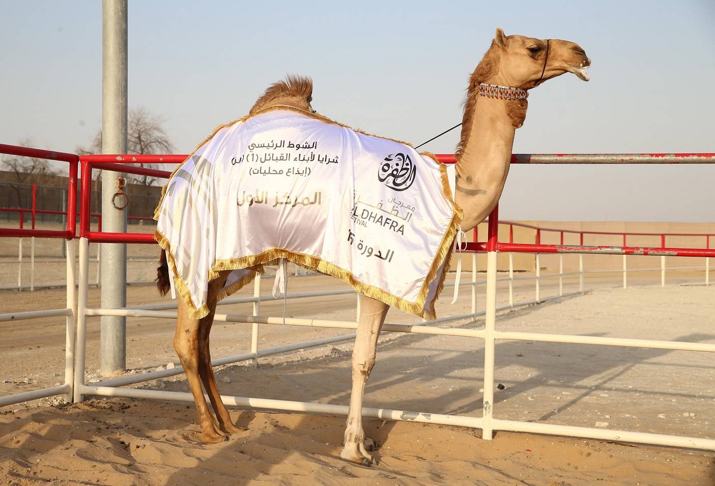 مهرجان الظفرة بدورته 15 .. لوحات من تراث الصحراء العربية
