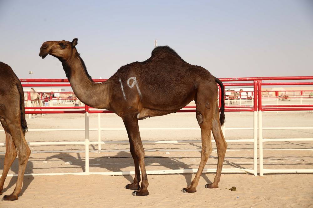 مهرجان الظفرة بدورته 15 .. لوحات من تراث الصحراء العربية