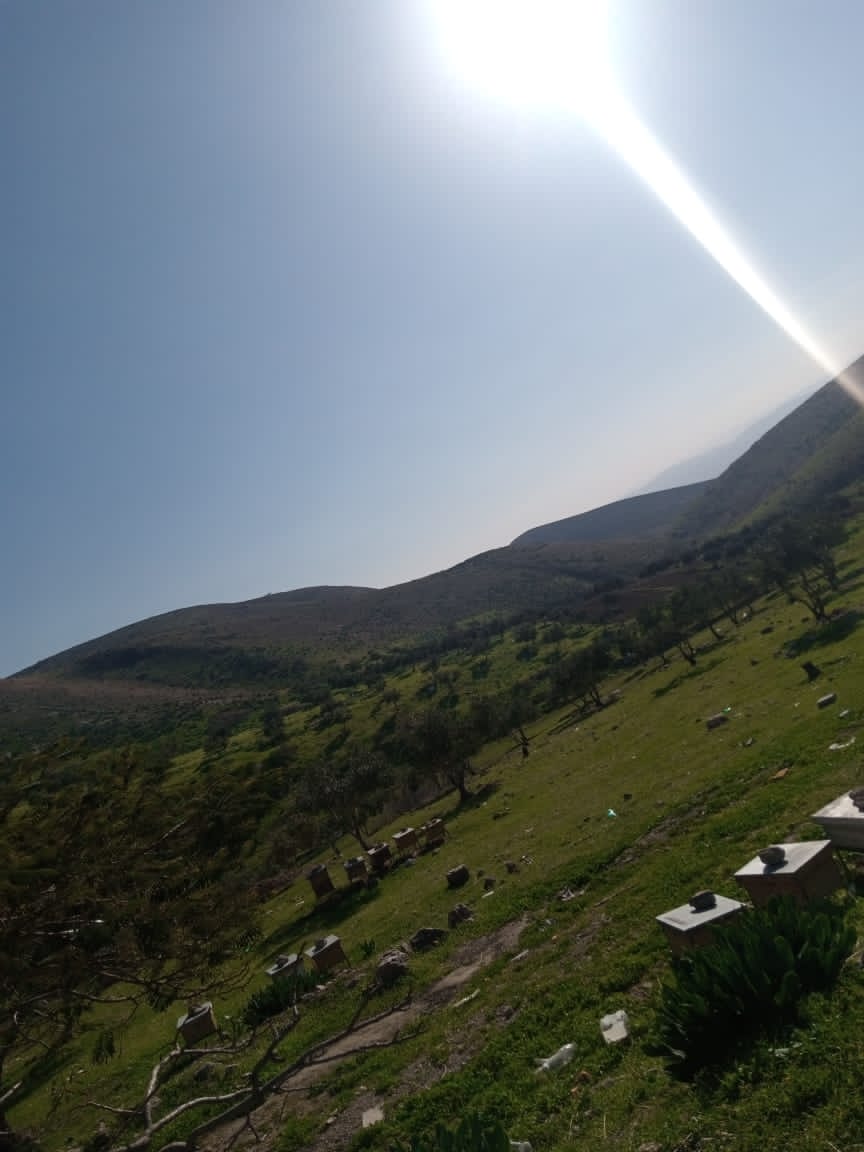 يسرى أبو عنيز تكتب : جبال عجلون ترتدي حلتها الخضراء