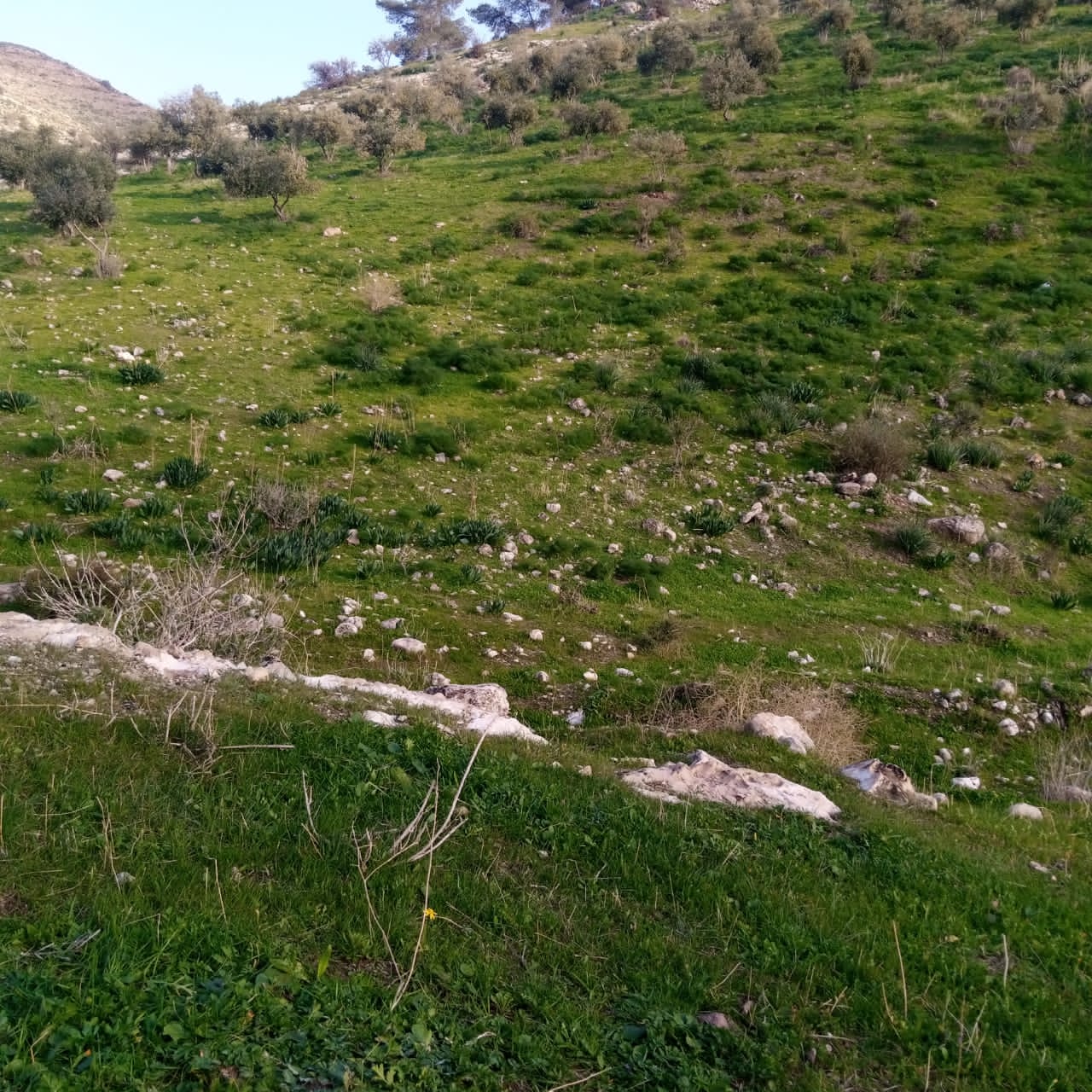 يسرى أبو عنيز تكتب : جبال عجلون ترتدي حلتها الخضراء