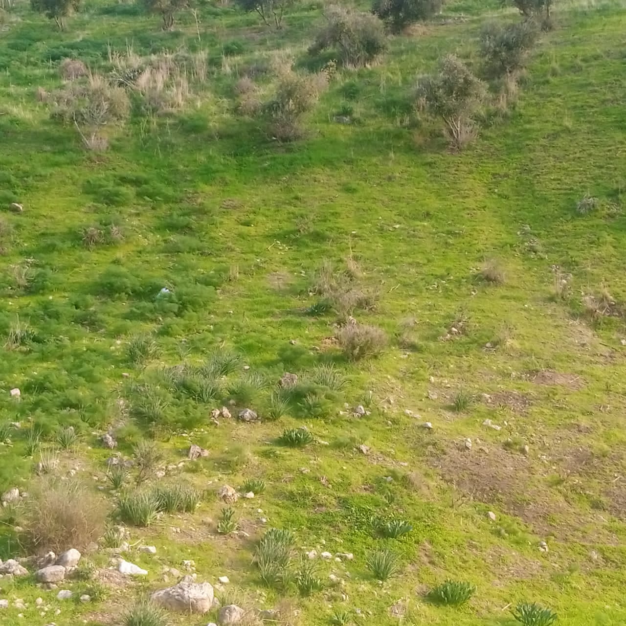 يسرى أبو عنيز تكتب : جبال عجلون ترتدي حلتها الخضراء