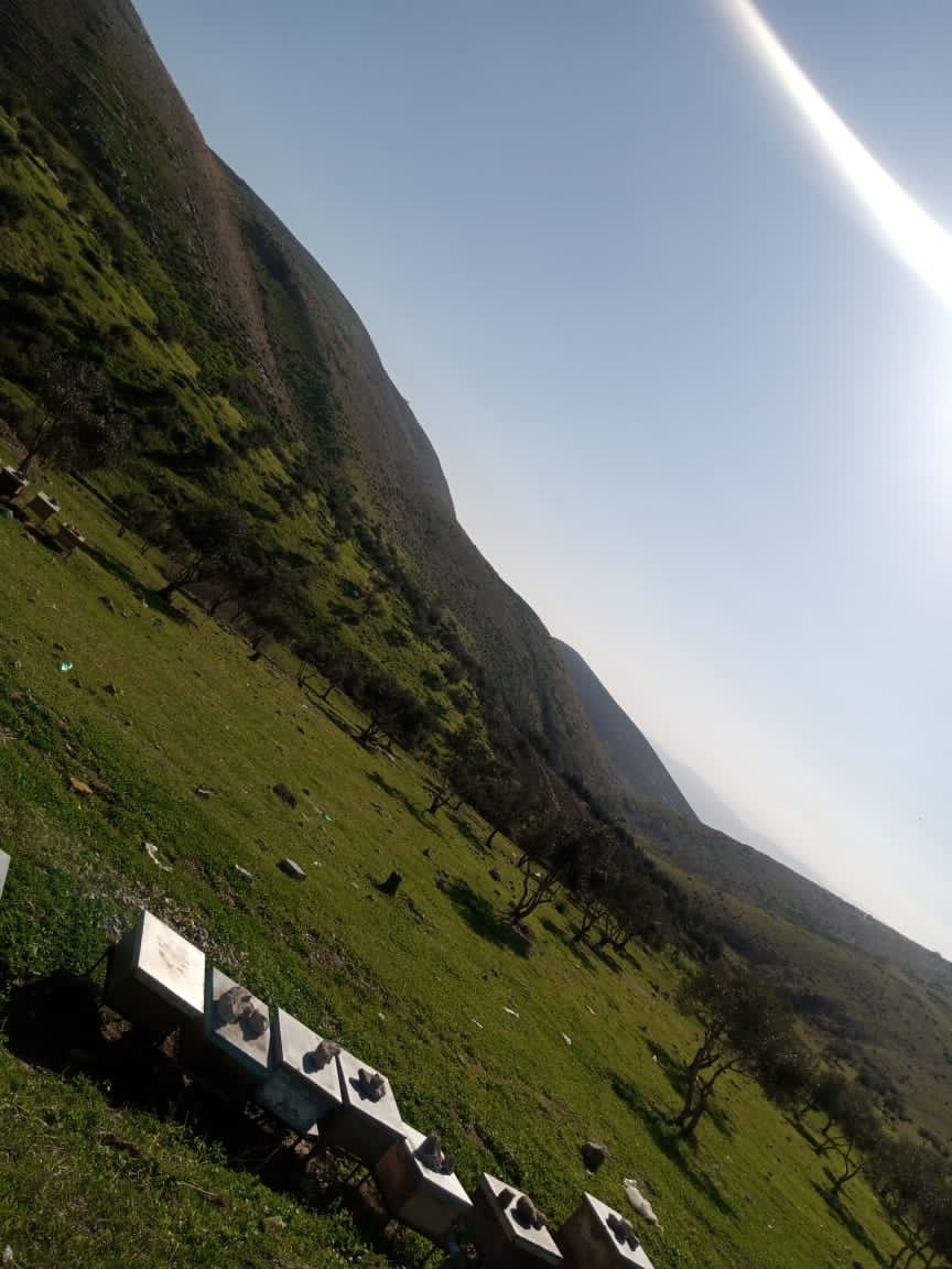 يسرى أبو عنيز تكتب : جبال عجلون ترتدي حلتها الخضراء