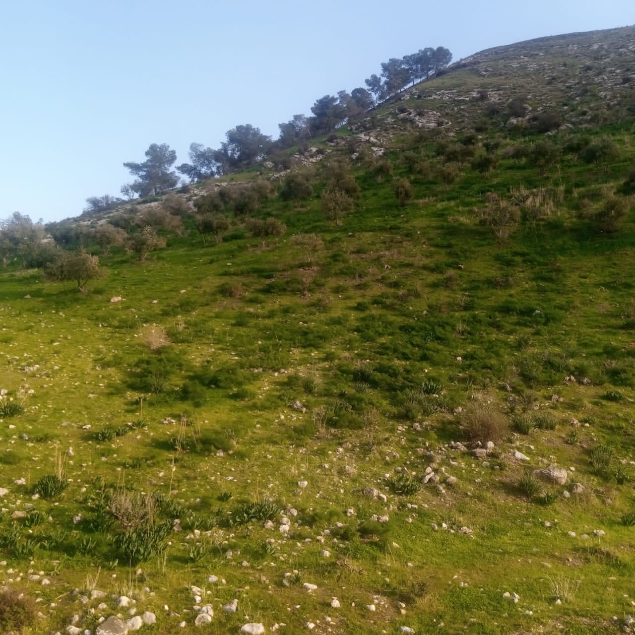 يسرى أبو عنيز تكتب : جبال عجلون ترتدي حلتها الخضراء