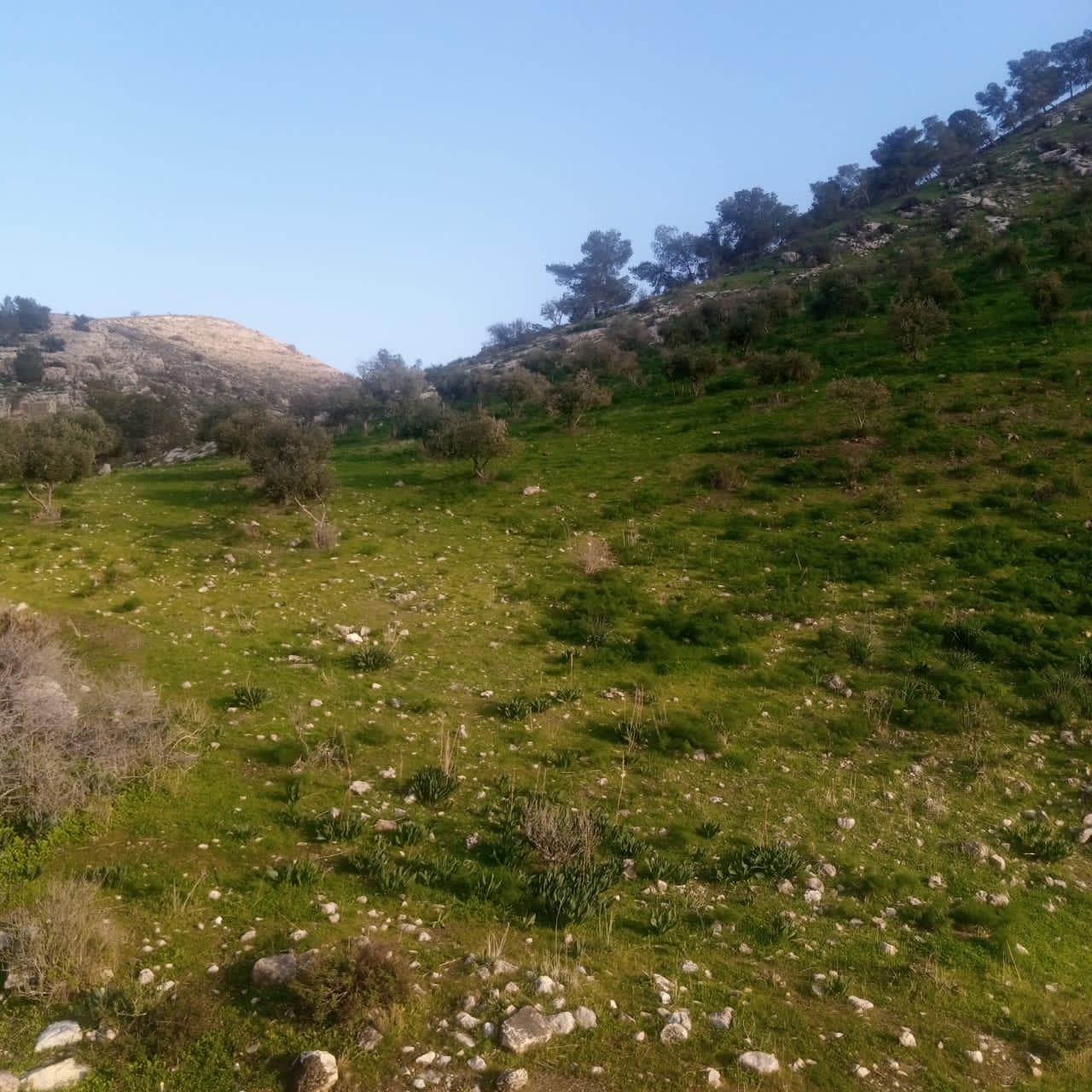 يسرى أبو عنيز تكتب : جبال عجلون ترتدي حلتها الخضراء