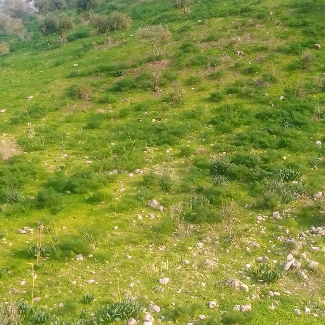 يسرى أبو عنيز تكتب : جبال عجلون ترتدي حلتها الخضراء