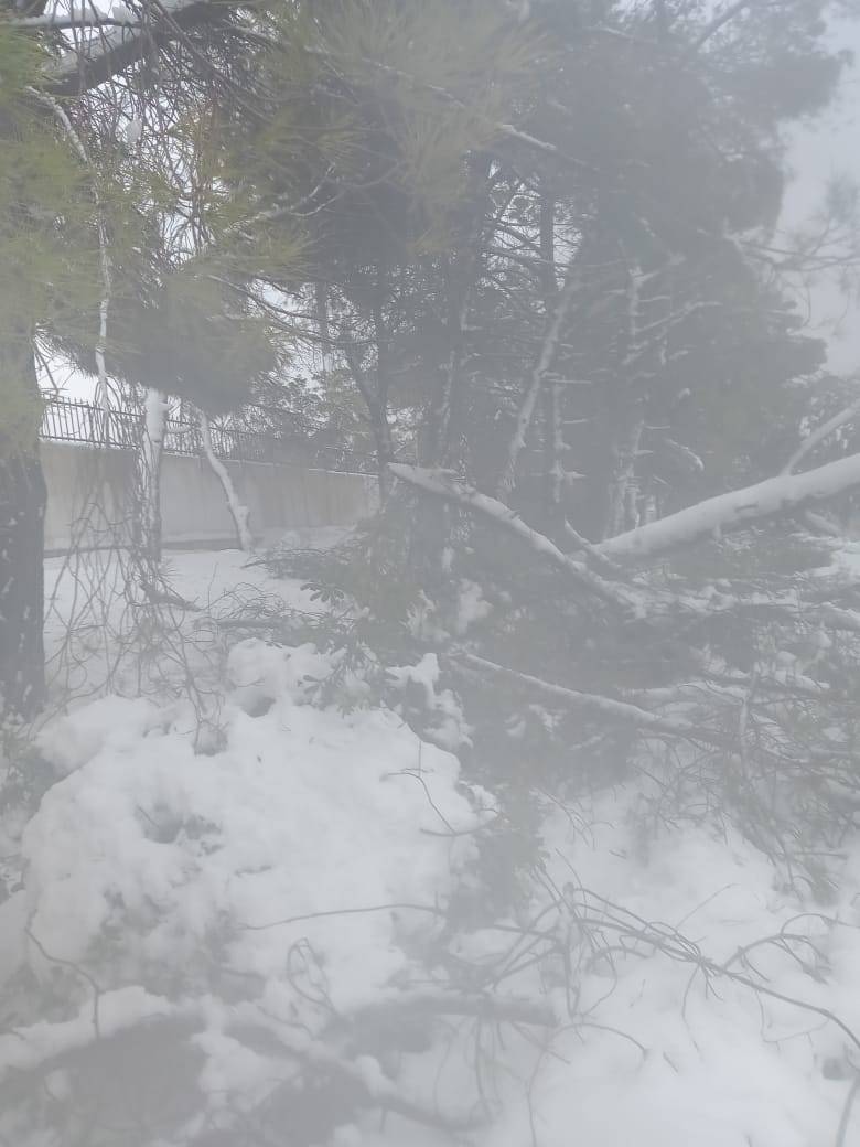 سقوط قرابة ألف شجرة في المدينة الرياضية .. صور