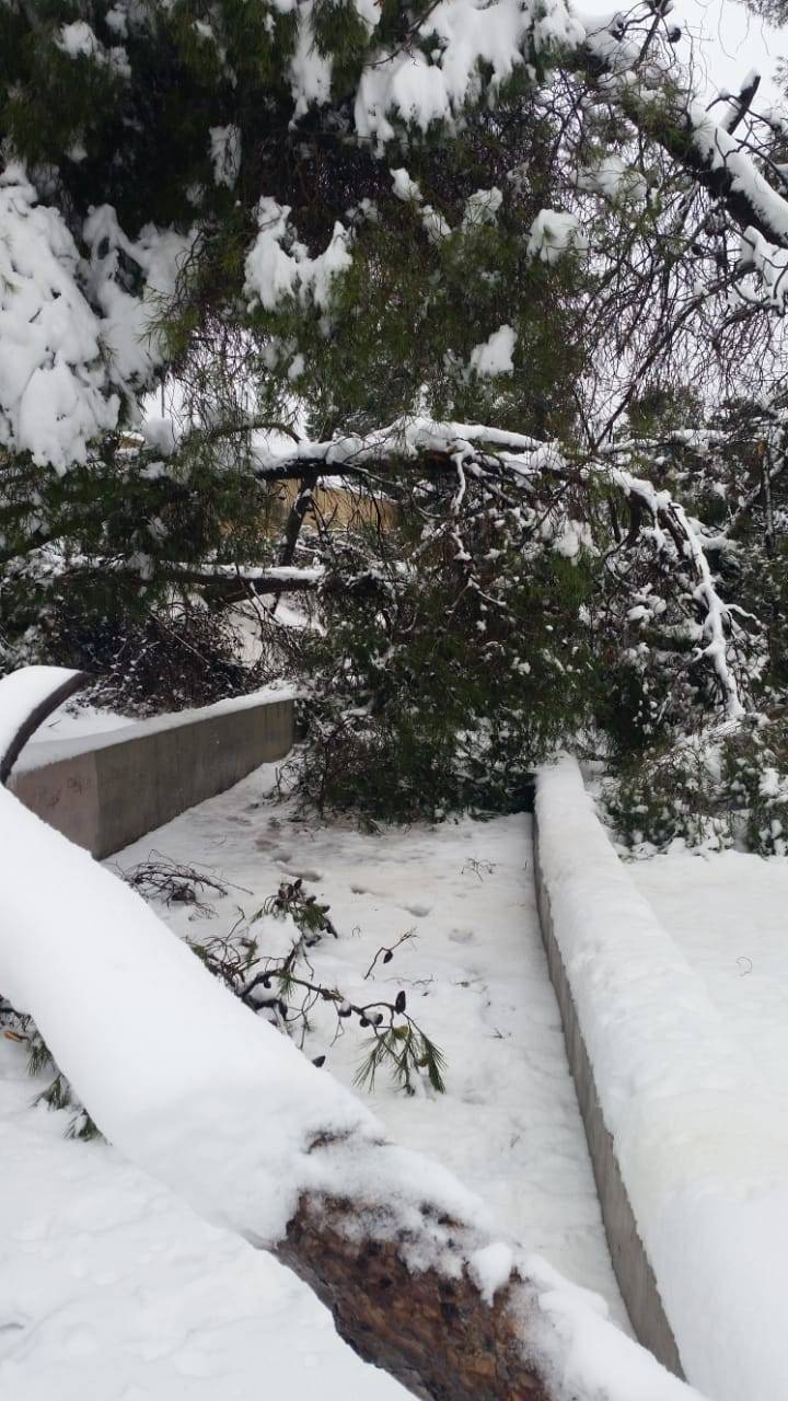 سقوط قرابة ألف شجرة في المدينة الرياضية .. صور