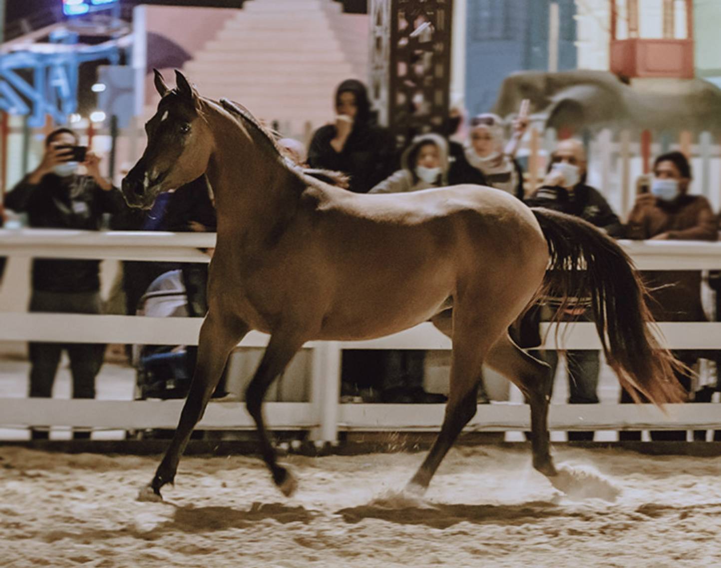    أجمل شتاء في العالم تُنعش عروض الخيل العربي في مهرجان الشيخ زايد