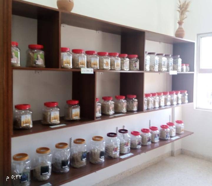 البحوث الزراعية ينشئ بنك بذور مجتمعي في الكرك  