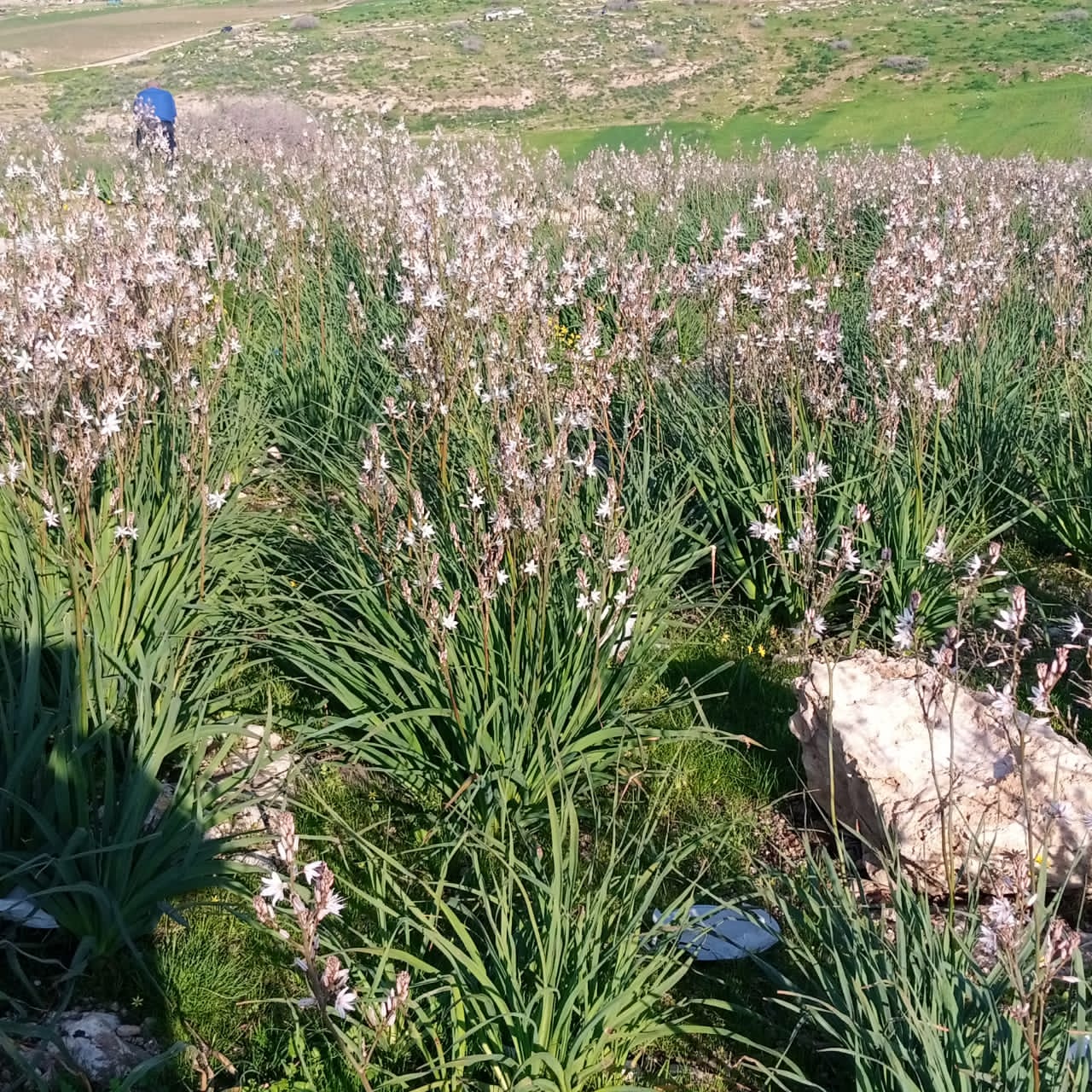  الربيع في عجلون يجذب عشاق الطبيعة  فيديو