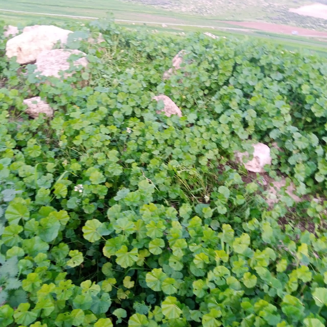  الربيع في عجلون يجذب عشاق الطبيعة  فيديو
