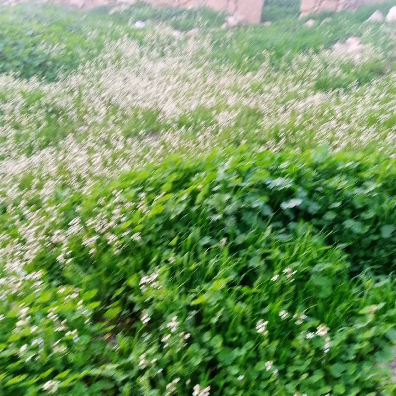  الربيع في عجلون يجذب عشاق الطبيعة  فيديو