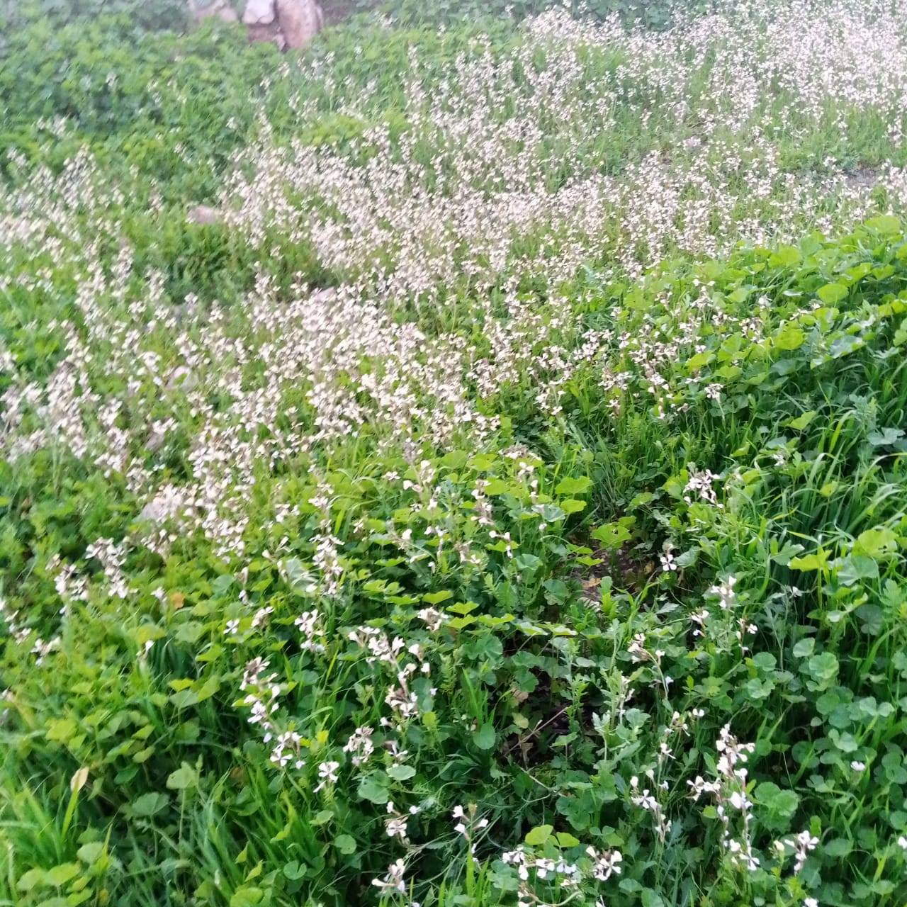  الربيع في عجلون يجذب عشاق الطبيعة  فيديو