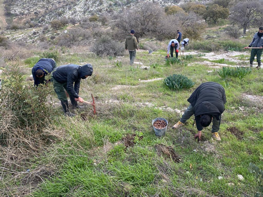  مشروع لزراعة 120 ألف شجرة بلوط في محمية اليرموك