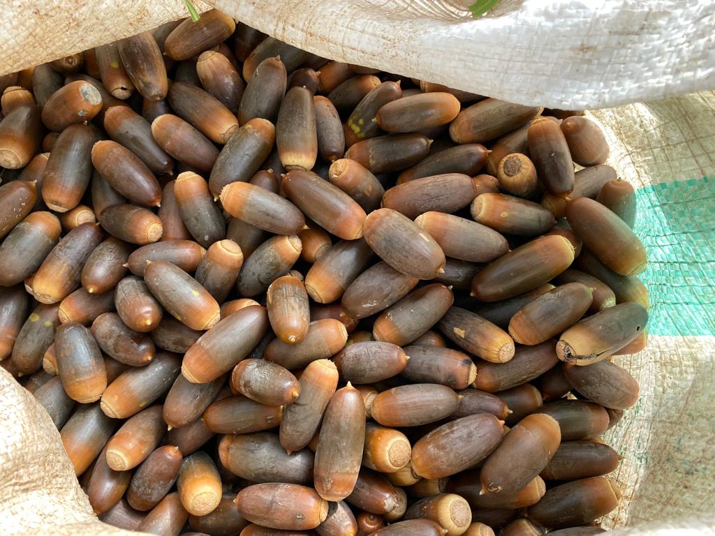  مشروع لزراعة 120 ألف شجرة بلوط في محمية اليرموك