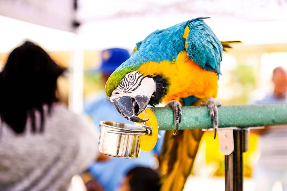 سوق المرفأ يستعد لاستضافة مهرجان دبي للحيوانات الأليفة 2022