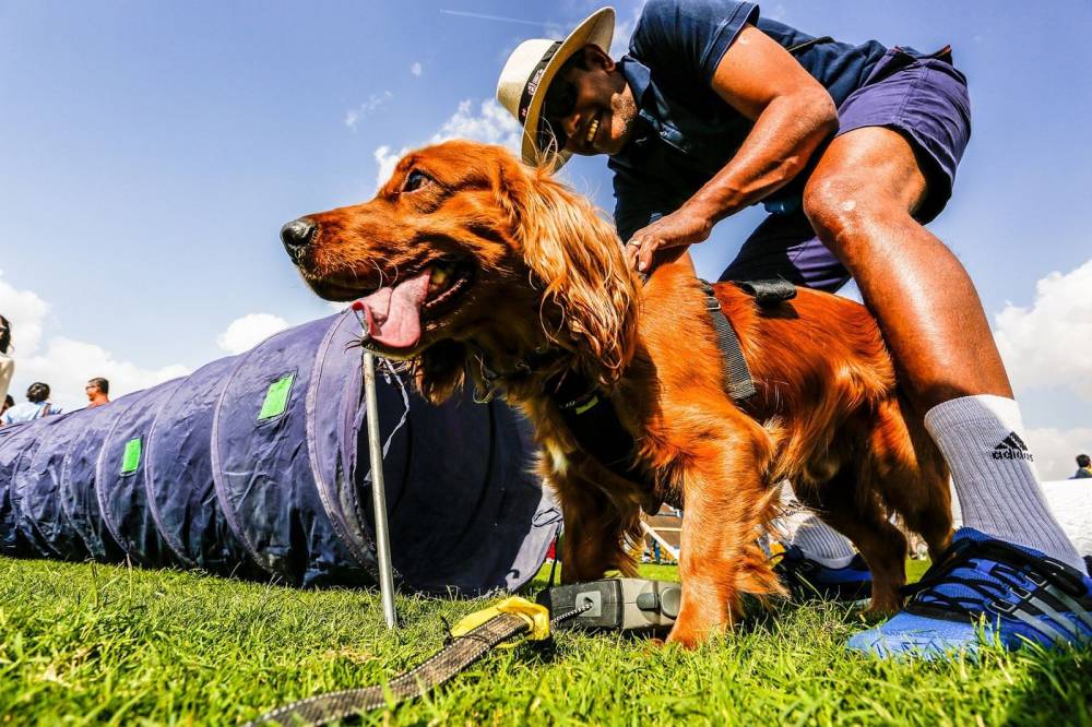 سوق المرفأ يستعد لاستضافة مهرجان دبي للحيوانات الأليفة 2022