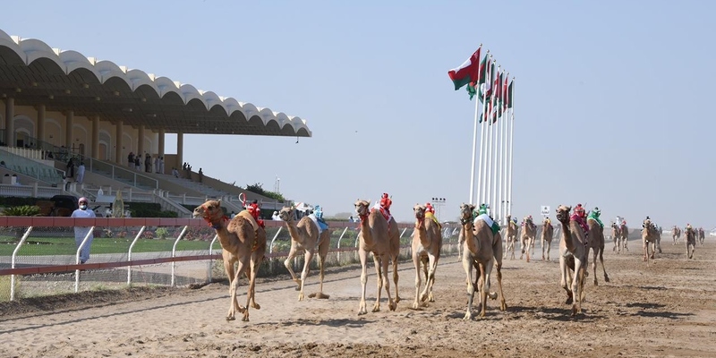 غدا.. انطلاق منافسات ختام مهرجان سيف الاتحاد للهجن بالفليج