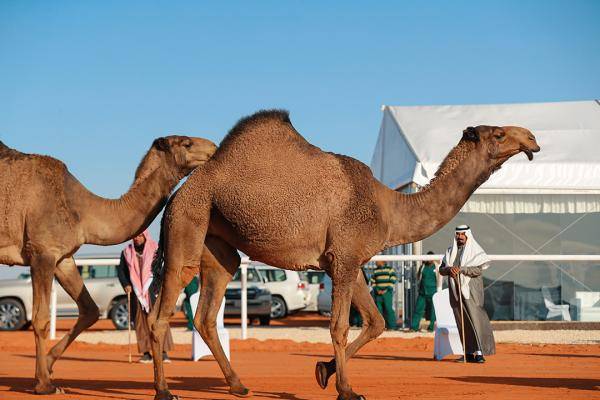 الملتقى السعودي الأوروبي ينطلق في الرياض مناقشاً السبل الحديثة في استثمارات الإبل