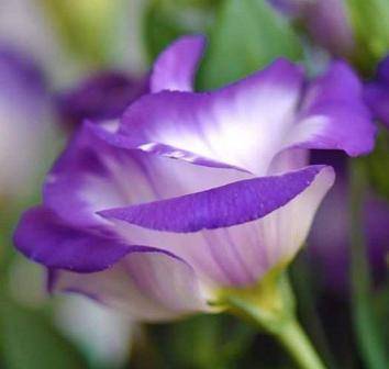 سوسن مغربل تكتب : وطني حبيبيي الأول والأخير