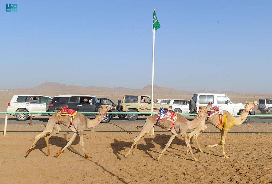 انطلاق السباق الأسبوعي الثامن والثمانين بميدان تبوك للهجن لفئات المفاريد