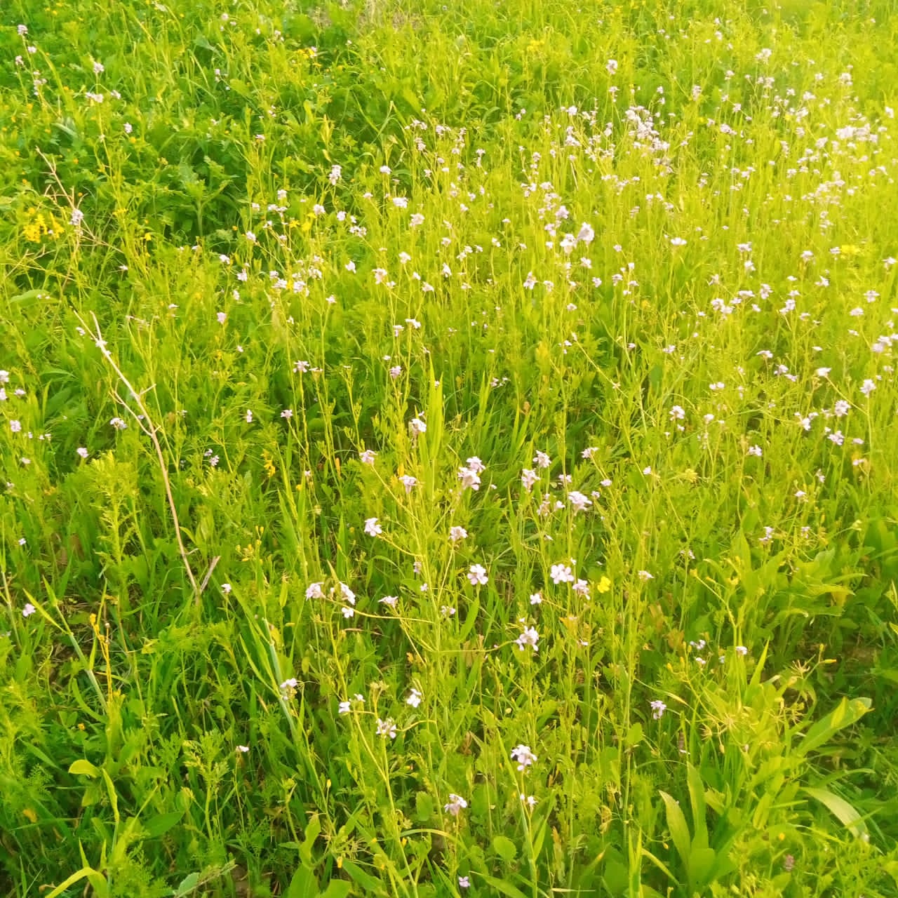  حركة تنزه نشطه في مناطق عجلون قبيل رمضان  صور 