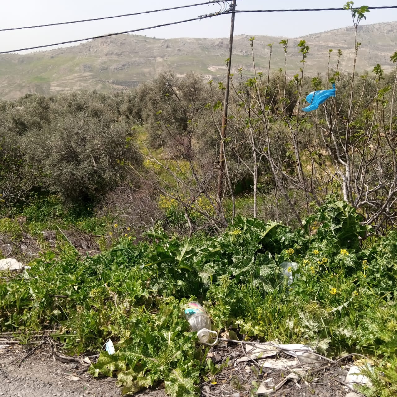  حركة تنزه نشطه في مناطق عجلون قبيل رمضان  صور 