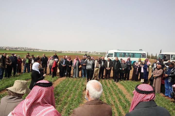 ورشة عمل في مركز المشقر للبحوث الزراعية حول  واقع زراعة الحبوب في مادبا  