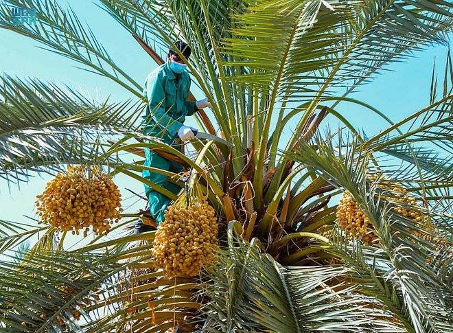 مزارع تبوك تُمدُّ موائد الصائمين بالمنطقة بأكثر من 40 نوعاً من التمور