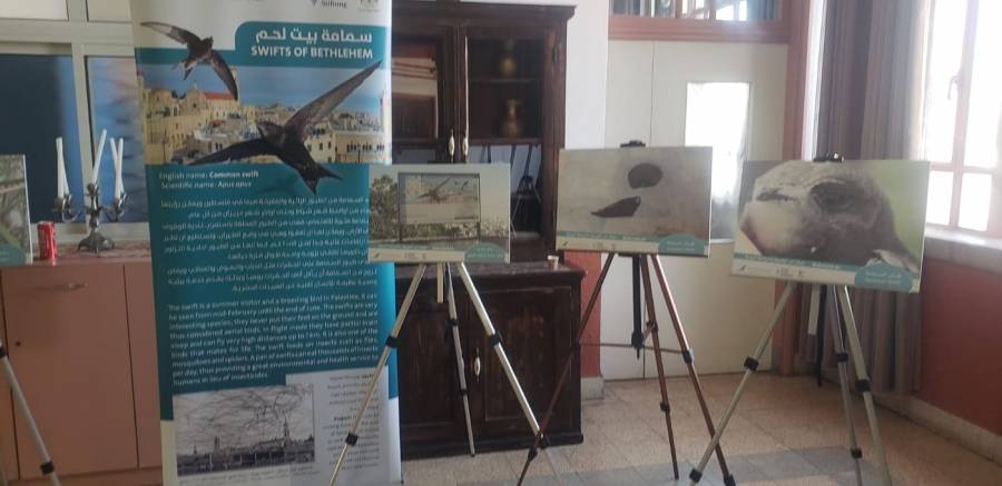 بيت لحم الاحتفال بقدوم طائر السمامة المهاجر اليها بفعاليات مختلفة