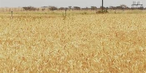 بدء موسم حصاد القمح بولاية السیب ومن المتوقع وصوله إلى أكثر من طُنّين هذا العام