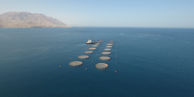 إنتاج 1350 طنًّا من الأسماك الزعنفية المستزرعة في سلطنة عُمان بنهاية عام 2021