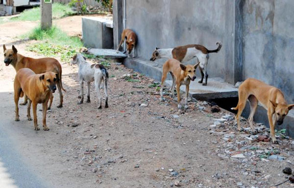مواطنون يشكون خطورة الكلاب الضالة في منطقة ضاحية الأقصى ويناشدون الأمانة