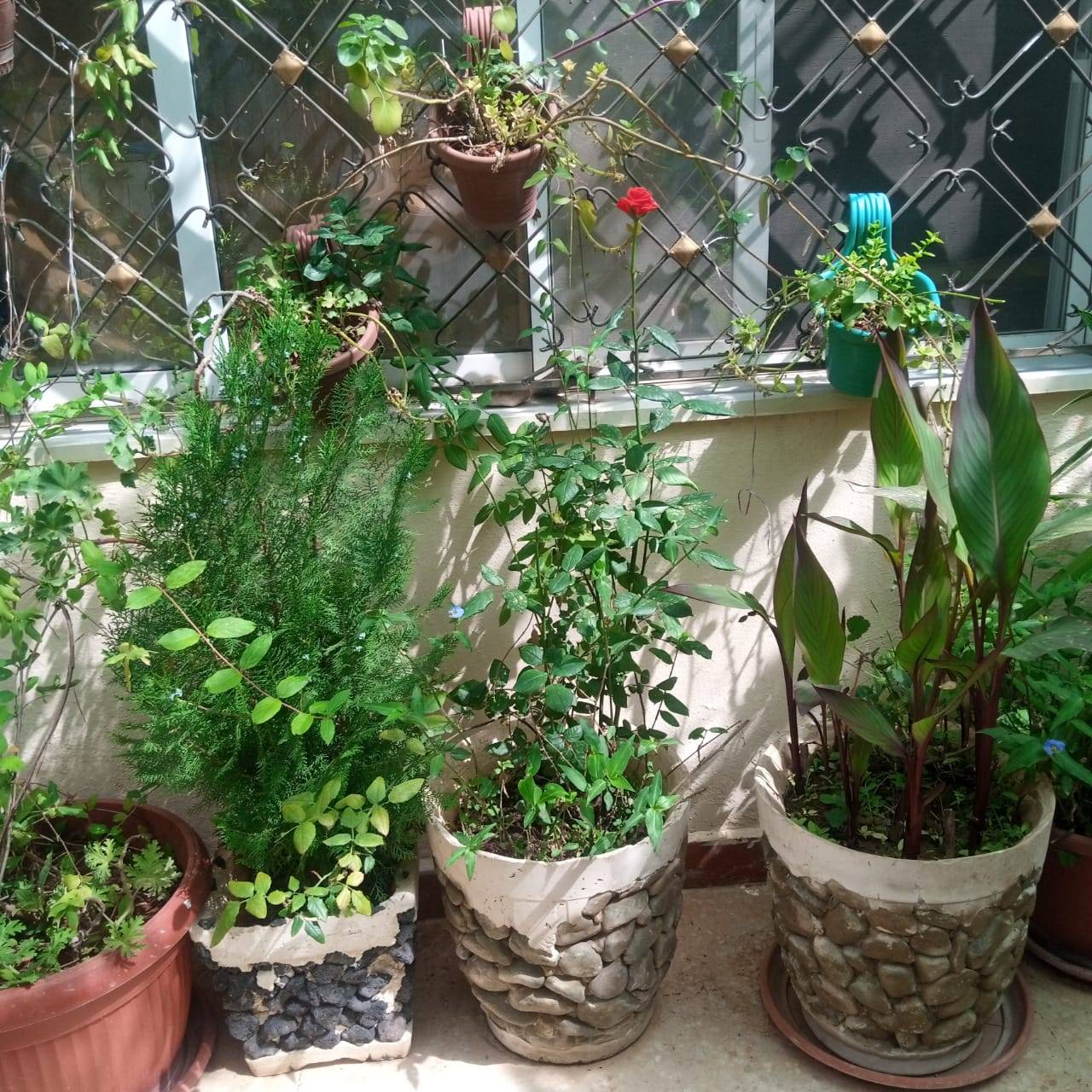 بسرى أبوعنيز تكتب :نتيجة للتطور والزحف العمراني الحدائق المنزلية تتحول لمتنفس حيوي للأردنيين  صور