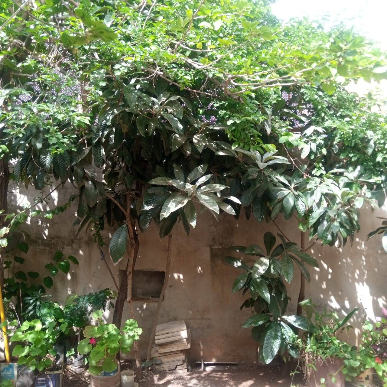 بسرى أبوعنيز تكتب :نتيجة للتطور والزحف العمراني الحدائق المنزلية تتحول لمتنفس حيوي للأردنيين  صور