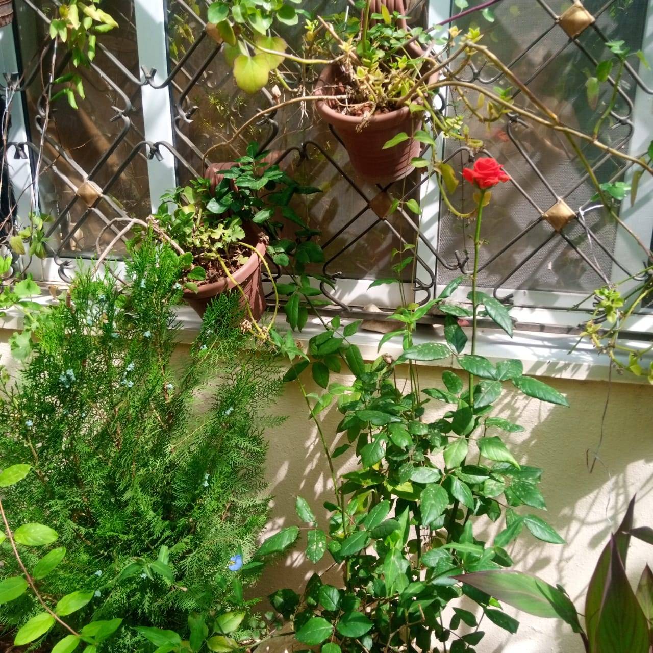 بسرى أبوعنيز تكتب :نتيجة للتطور والزحف العمراني الحدائق المنزلية تتحول لمتنفس حيوي للأردنيين  صور