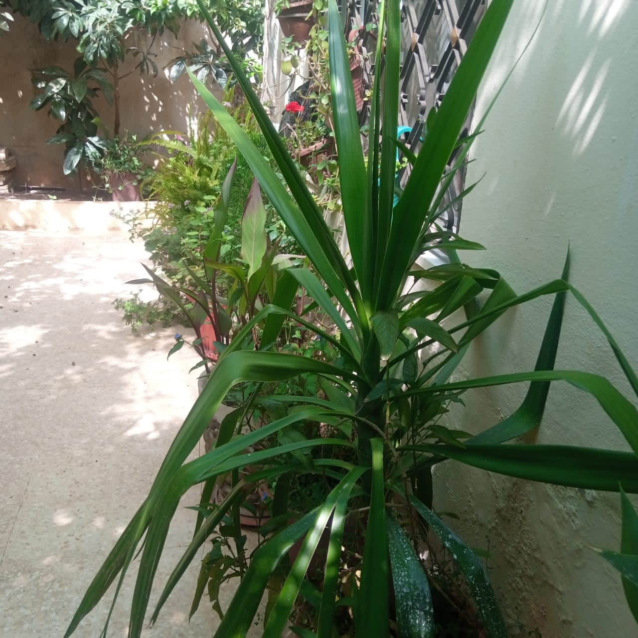 بسرى أبوعنيز تكتب :نتيجة للتطور والزحف العمراني الحدائق المنزلية تتحول لمتنفس حيوي للأردنيين  صور