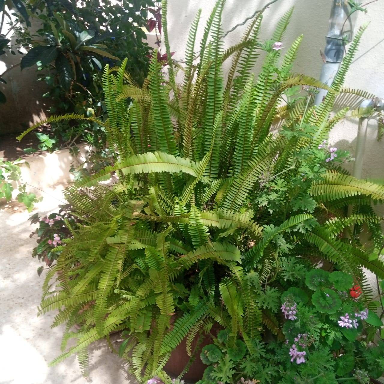 بسرى أبوعنيز تكتب :نتيجة للتطور والزحف العمراني الحدائق المنزلية تتحول لمتنفس حيوي للأردنيين  صور