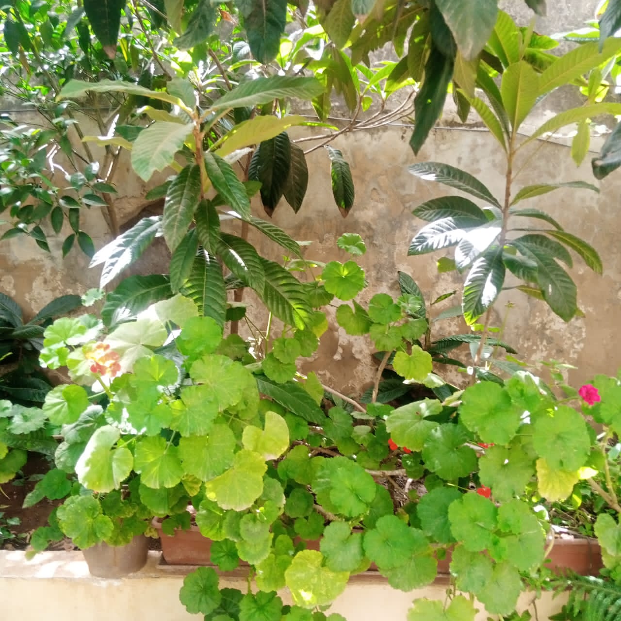 بسرى أبوعنيز تكتب :نتيجة للتطور والزحف العمراني الحدائق المنزلية تتحول لمتنفس حيوي للأردنيين  صور