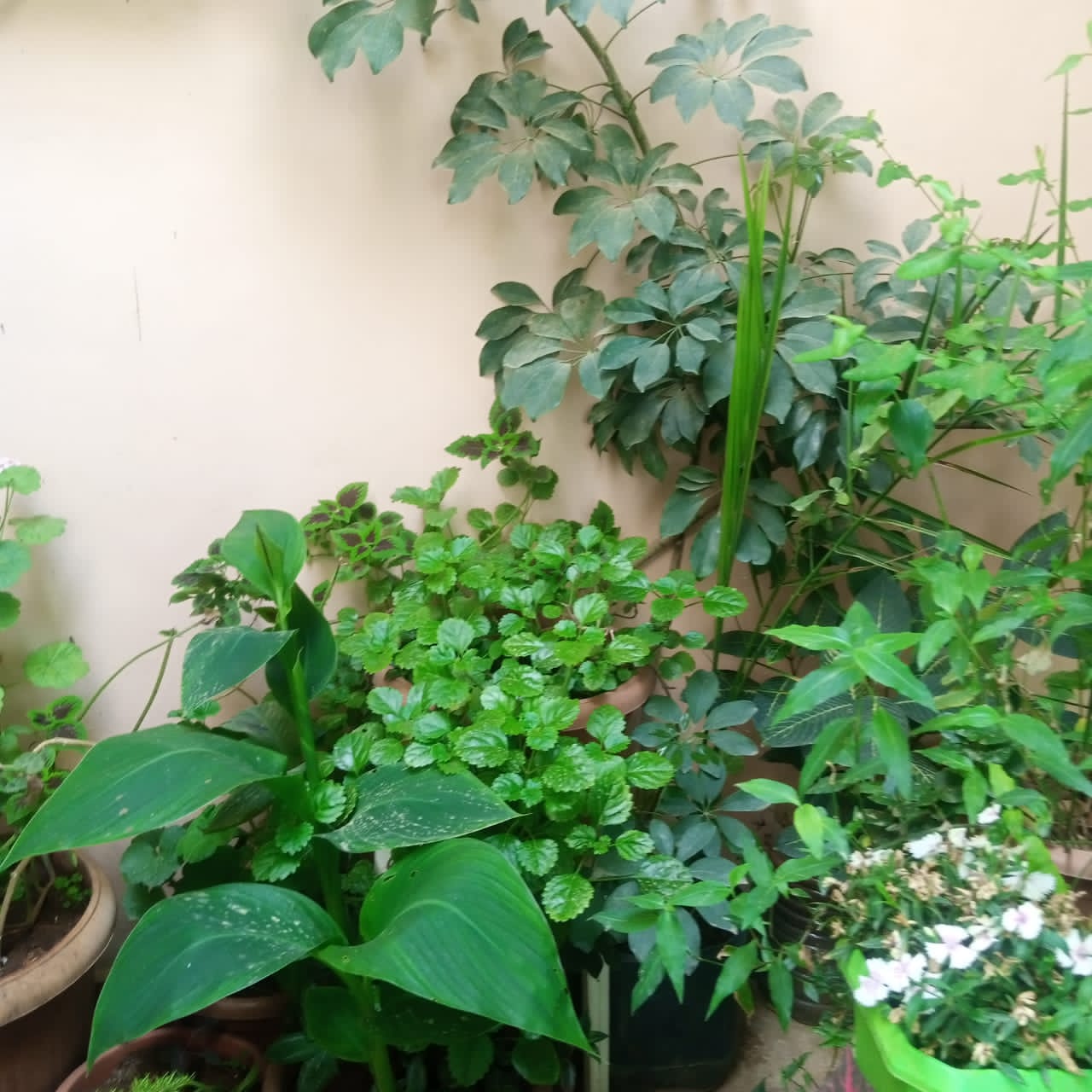 بسرى أبوعنيز تكتب :نتيجة للتطور والزحف العمراني الحدائق المنزلية تتحول لمتنفس حيوي للأردنيين  صور