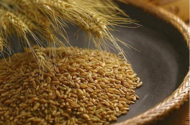 مدير مشروع إكثار البذار : نستغرق ١٥ عاماً لاعتماد أصناف من القمح أو الشعير