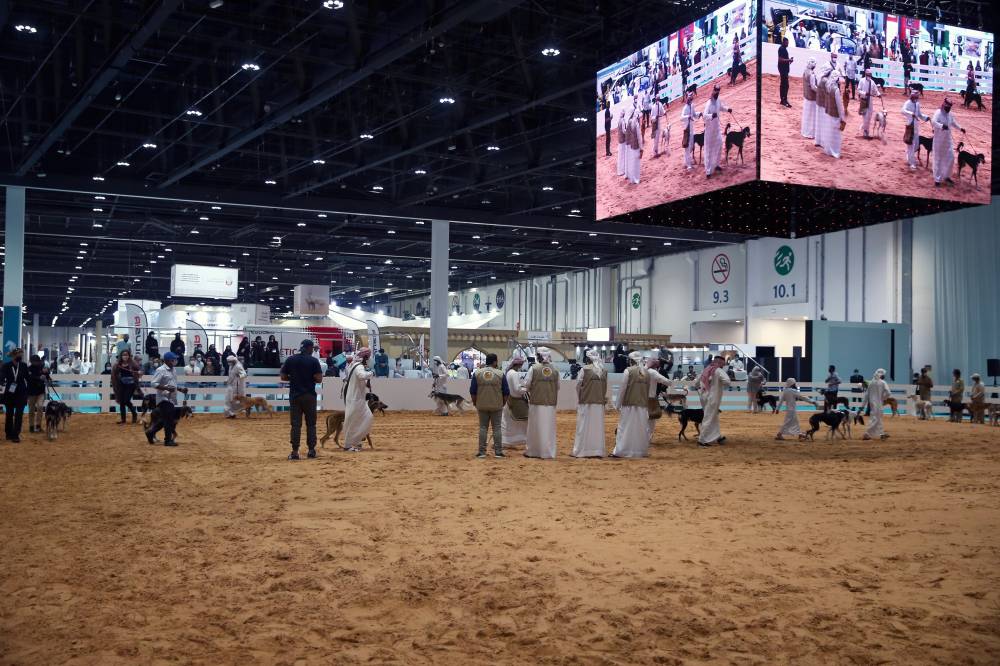 معرض أبوظبي الدولي للصيد يحتفي بالسلوقي (كلب الصيد العربي) بمسابقة فريدة للجَمال
