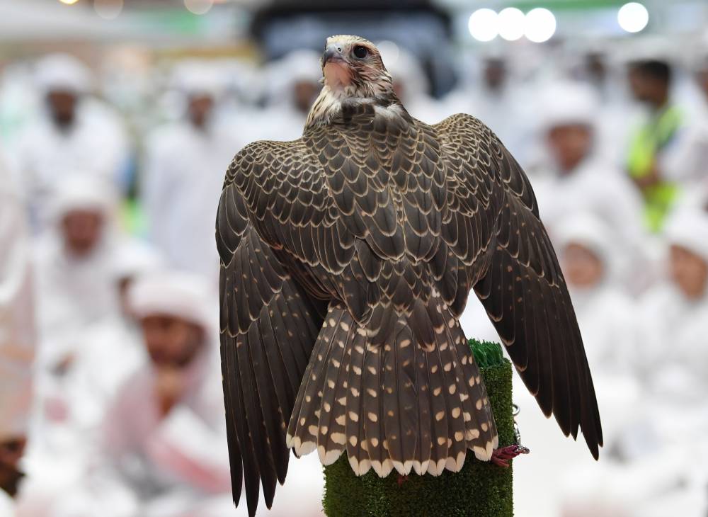 7 فئات في مزاد الصقور بمعرض أبوظبي الدولي للصيد 2022   لكلّ من الإنتاجين المحلي والدولي