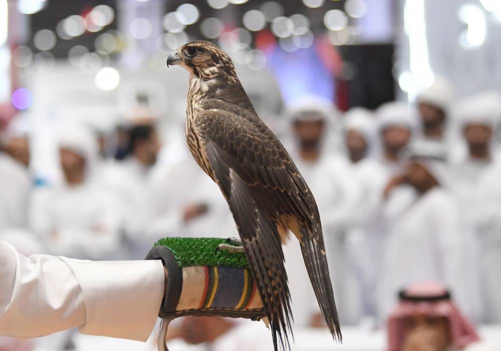 7 فئات في مزاد الصقور بمعرض أبوظبي الدولي للصيد 2022   لكلّ من الإنتاجين المحلي والدولي
